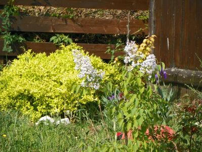 spiraea Gold Mound