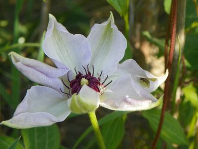 clematis Miss Bateman