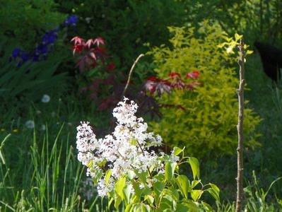 liliac California Rose