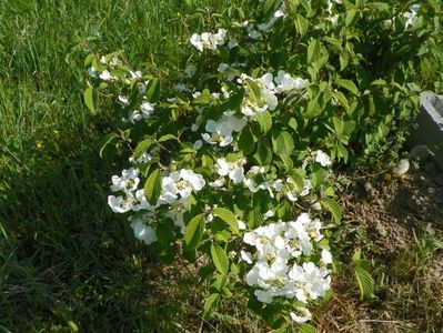 viburnum tomentosum