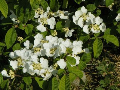 viburnum tomentosum