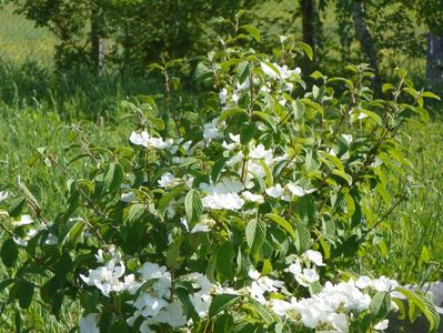 viburnum tomentosum