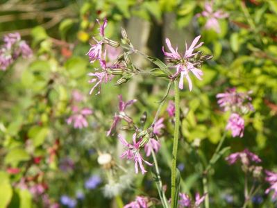 lychnis flos cuculi