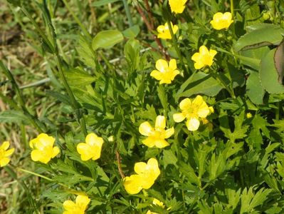 anemone ranunculoides