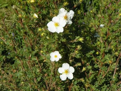 potentilla fruticosa Abbotswood