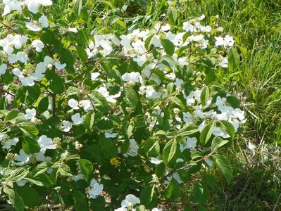 viburnum tomentosum