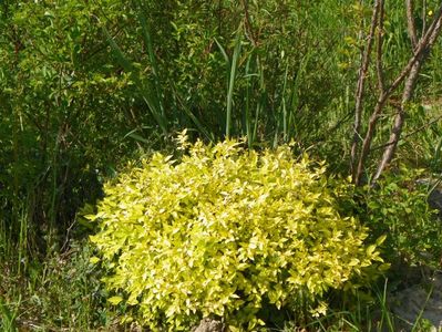 spiraea Golden Princess