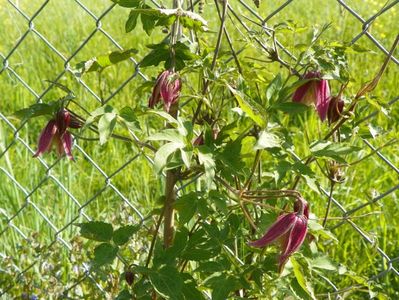 clematis Janny