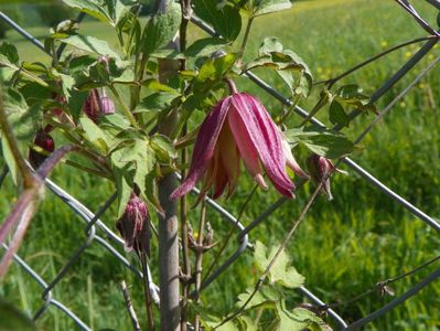 clematis Janny