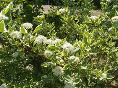 cornus alba sibirica variegata