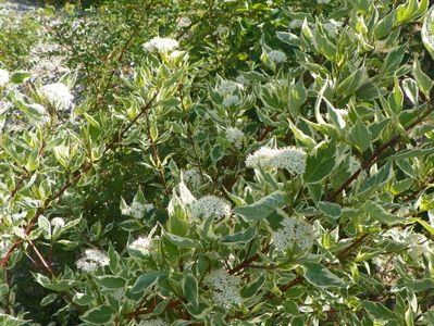 cornus alba sibirica variegata