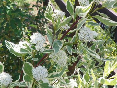 cornus alba sibirica variegata