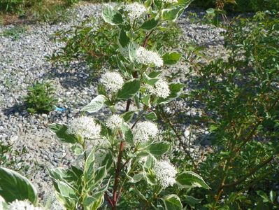 cornus alba sibirica variegata