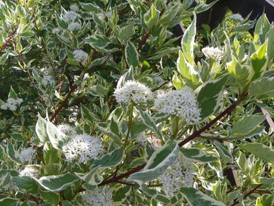 cornus alba sibirica variegata