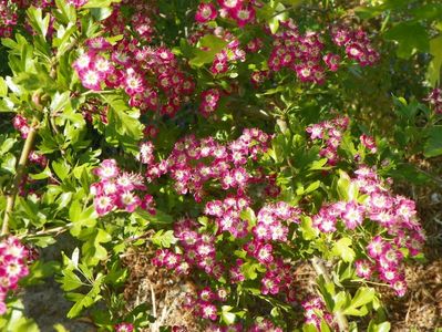 crataegus laevigata Punicea