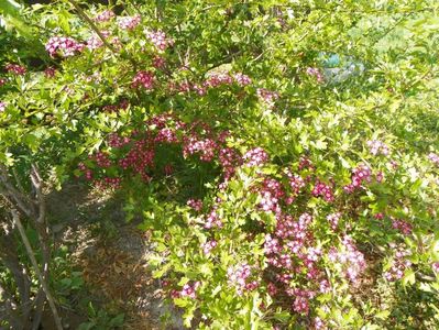 crataegus laevigata Punicea