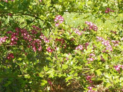 crataegus laevigata Punicea