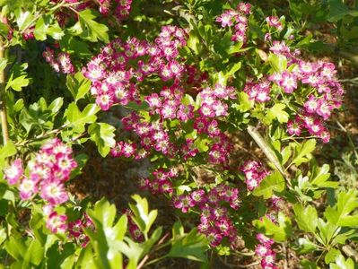 crataegus laevigata Punicea