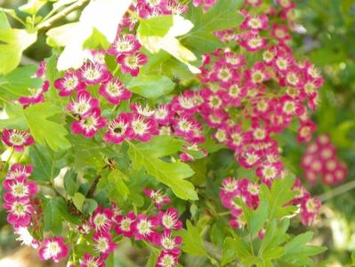 crataegus laevigata Punicea