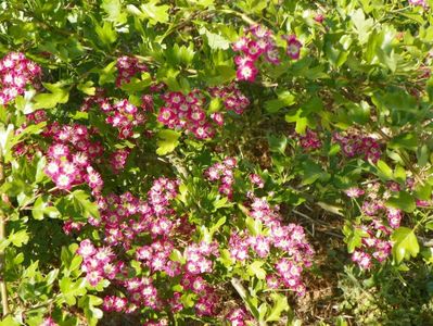 crataegus laevigata Punicea