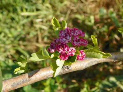 crataegus laevigata Paul's Scarlet