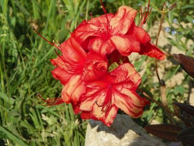 azalea Fireball