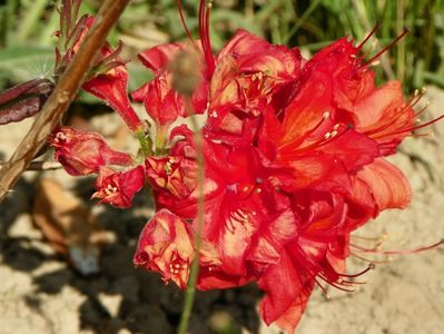 azalea Fireball