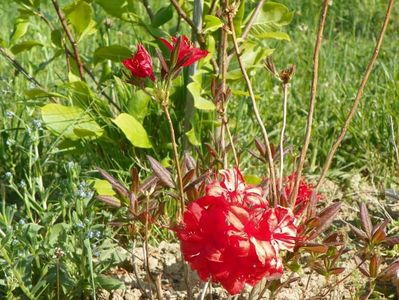 azalea Fireball