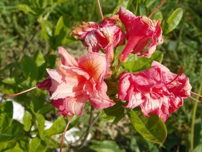 azalea Corneille