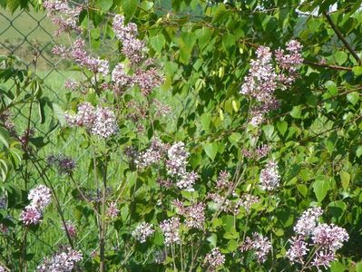 syringa microphylla Superba