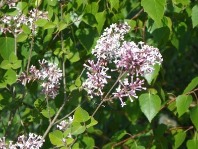 syringa microphylla Superba