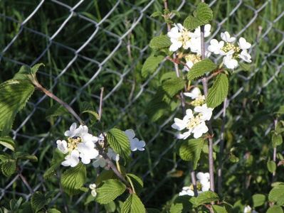 viburnum Watanabe