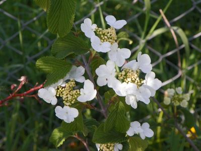 viburnum Watanabe