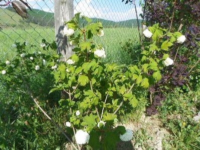 viburnum opulus Roseum