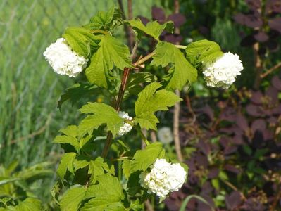 viburnum opulus Roseum