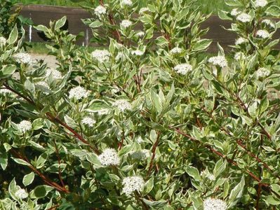 cornus alba sibirica variegata