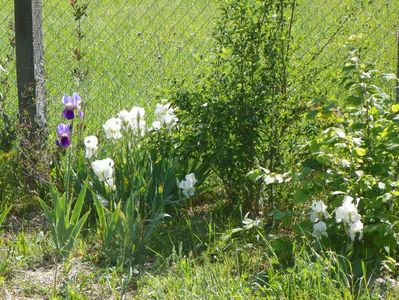 iris florentina si germanica