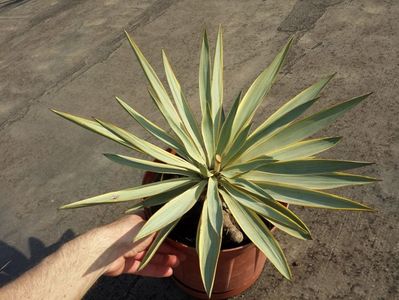 Trimis la - cameliaungureanu.sunphoto.ro; Yucca Gloriosa Bright Star Recurvifolia
