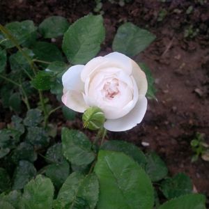 white mary rose-pharmarosa