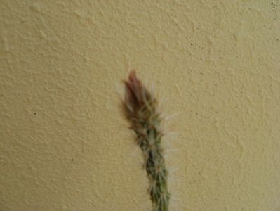 Wilcoxia leucantha albiflora