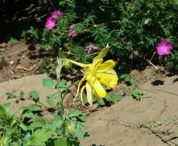 aquilegia-chrysantha-yellow-queen