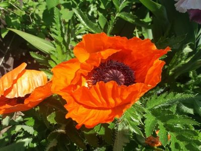 papaver turkenluise