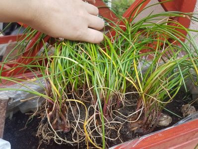 Identificata, brandusa de apartament; Zephyranthes
