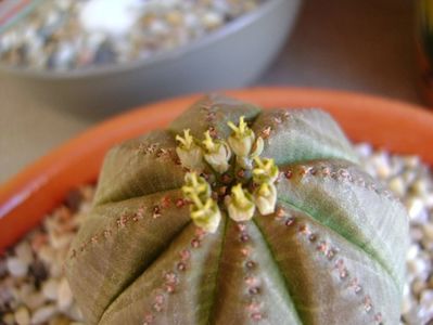 Euphorbia obesa, flori