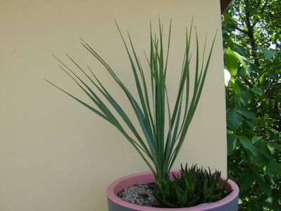 Yucca rostrata & Haworthia viscosa