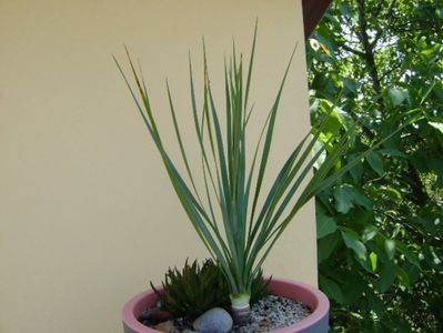 Yucca rostrata & Haworthia viscosa