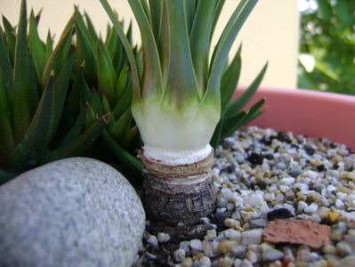 Yucca rostrata, detaliu