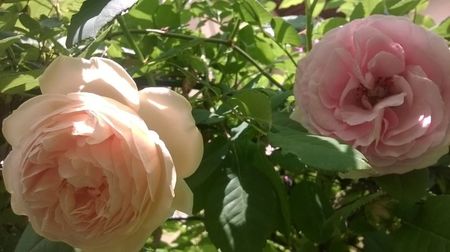 Crown Princess Margareta si Giardina