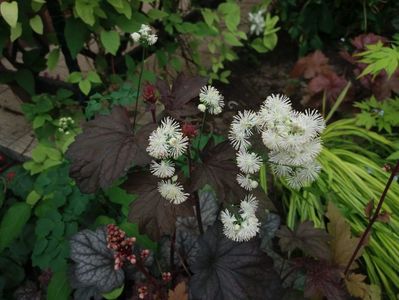 trebuia sa fie Thalictrum aquilegifolium :(