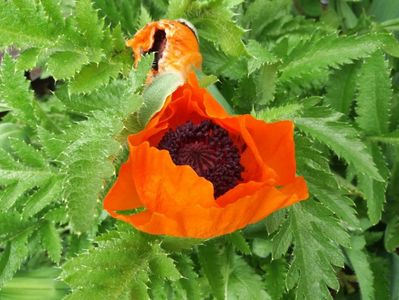 papaver turkenluise